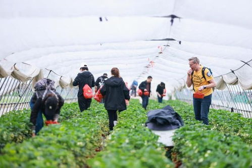 第二批上海市級鄉村旅游重點村名單公布,有你想去的嗎