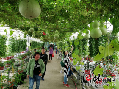 萬全辣椒小鎮(zhèn)豐收節(jié)亮相張家口市第二屆旅發(fā)大會生態(tài)園